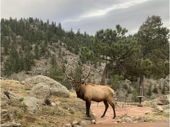 1006 Kneale Rd, Eldorado Springs, CO 80025