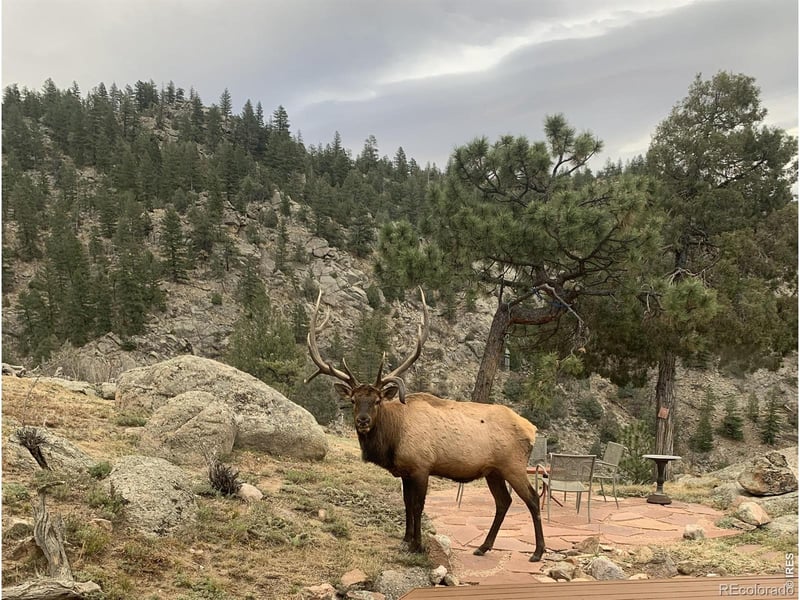 1006 Kneale Rd, Eldorado Springs, CO 80025