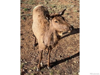 285 Indian Trl, Estes Park, CO 80517