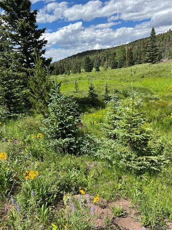 Lot 3091 Sterenson Pl, Fort Garland, CO 81133