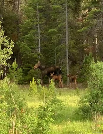 1101 Cr 99 , Black Hawk, CO 80422