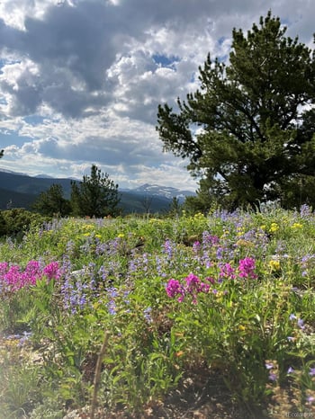 305 Genevas Way, Black Hawk, CO 80422