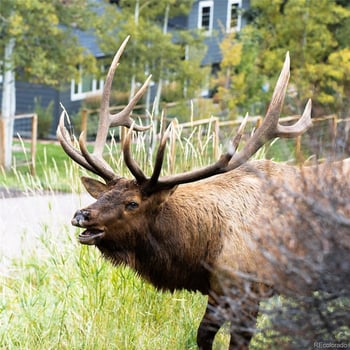 27976 Lupine Dr, Evergreen, CO 80439