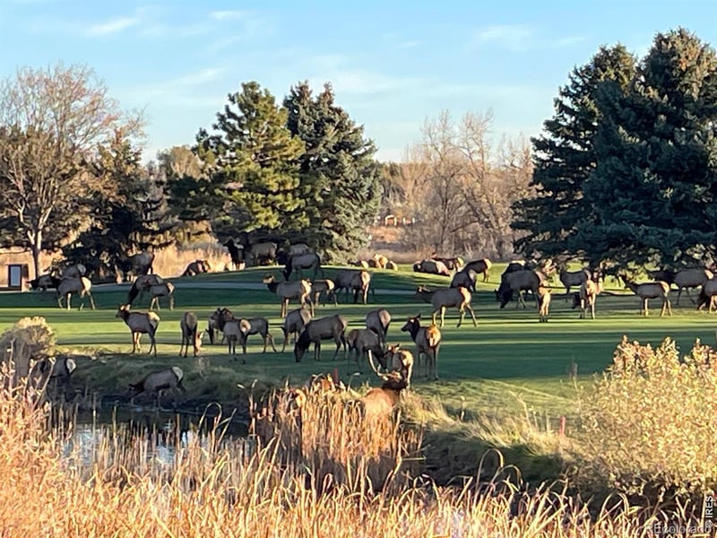 4339 Golf Vista Dr, Loveland, CO 80537