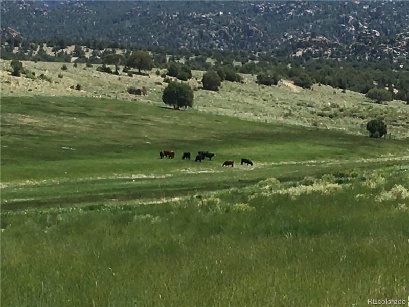 11355 County Road 270, Nathrop, CO 81236