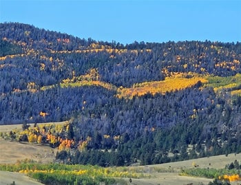 229 Ladigo Ln, Hartsel, CO 80449