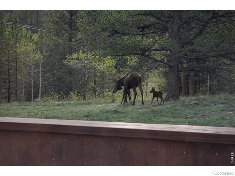 231 Modoc Ct, Red Feather Lakes, CO 80545