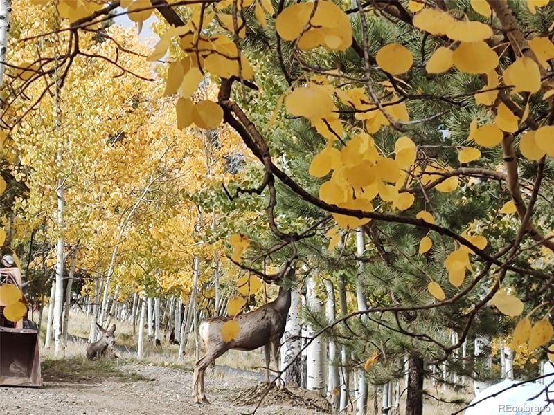 447 Blacksmith Rd, Hartsel, CO 80449