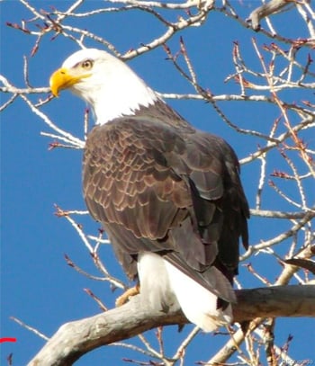 479 Meadow Dr, Coaldale, CO 81222