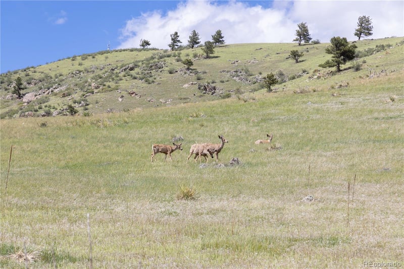 3600 Blue Mountain Trl, Lyons, CO 80540