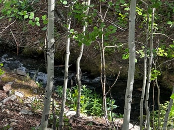 131 County Road 90, Allenspark, CO 80510