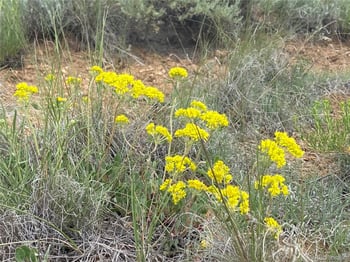 Decagon Loop Parcel 12, Twin Lakes, CO 81251