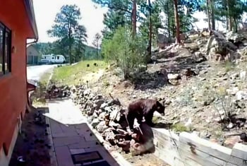 16 Auk Ln, Bailey, CO 80421