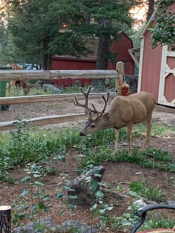 255 Raccoon Cir, Evergreen, CO 80439