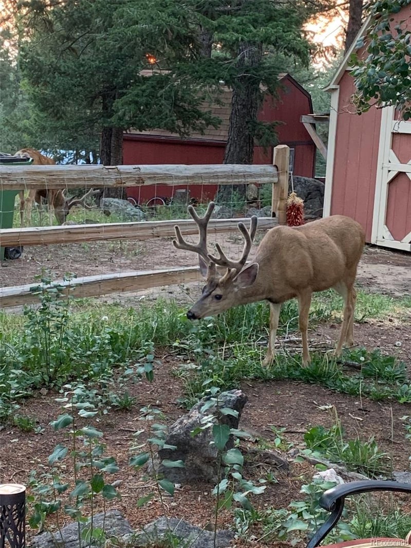 255 Raccoon Cir, Evergreen, CO 80439