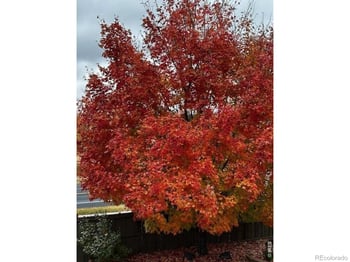 5903 Twin Wash Sq, Fort Collins, CO 80528