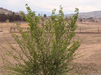 14309 83rd St, Longmont, CO 80503