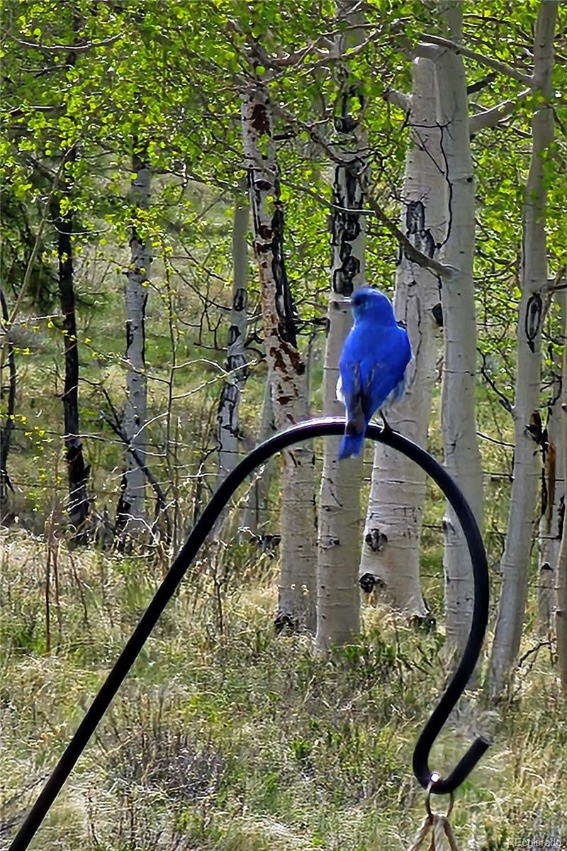 51 Singletree Ln, Hartsel, CO 80449