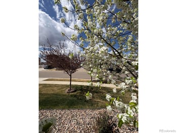 1210 Muskox St, Severance, CO 80550