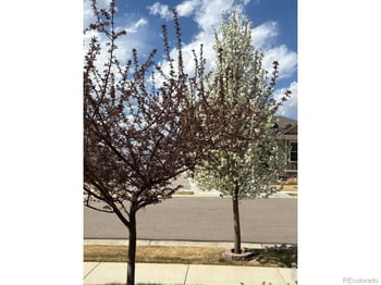 1210 Muskox St, Severance, CO 80550