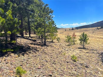Singletree Rd, Buena Vista, CO 81211