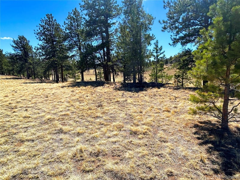 Singletree Rd, Buena Vista, CO 81211