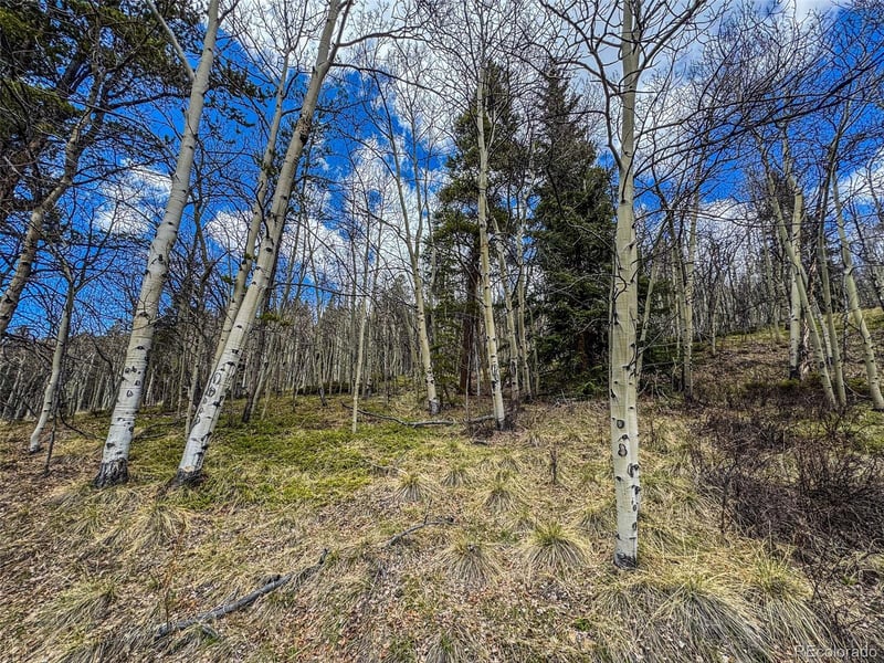 Buckeye Gulch Rd, Leadville, CO 80461
