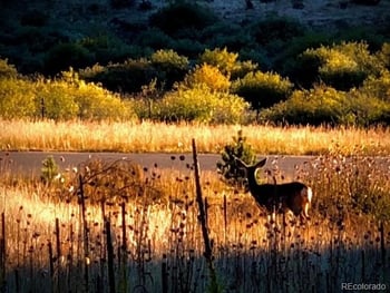 1328 Clark Rd, Bailey, CO 80421