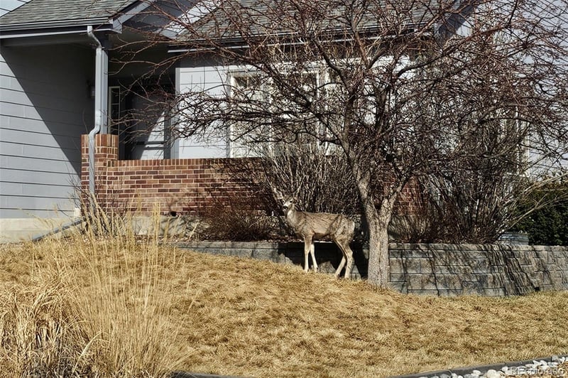 21805 Mount Elbert Pl, Parker, CO 80138