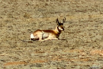 835 Sulphur Mountain, Lake George, CO 80827