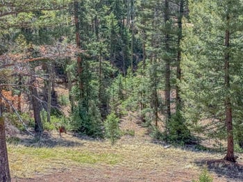 2763 Mountain Estates Rd, Florissant, CO 80816