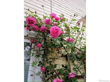 225 Edwards St, Fort Collins, CO 80524