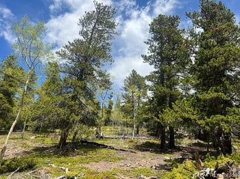 001 Sunny Skies Trl, Idaho Springs, CO 80452