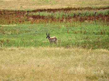 27925 Bambi Ave, Simla, CO 80835