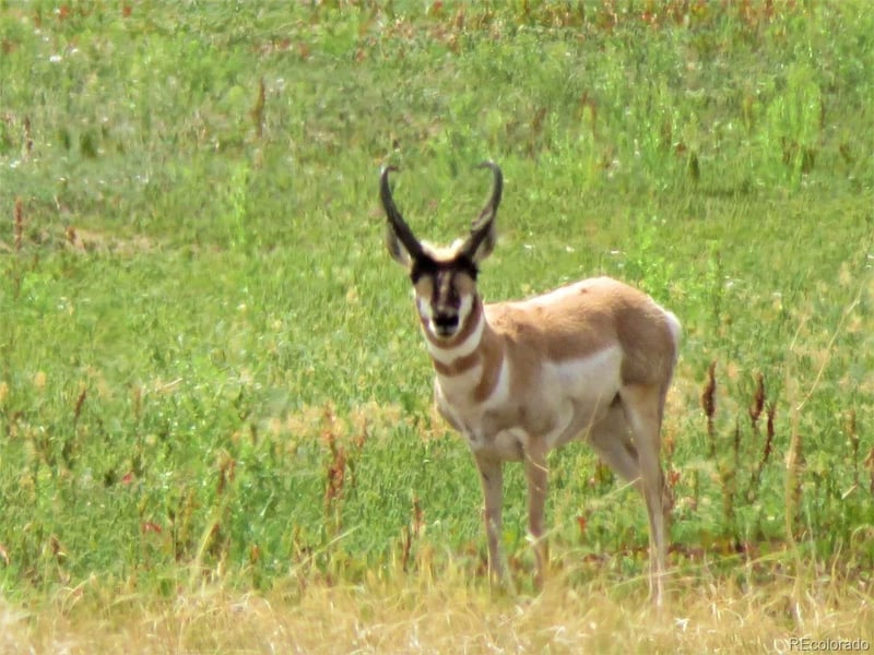 27925 Bambi Ave, Simla, CO 80835