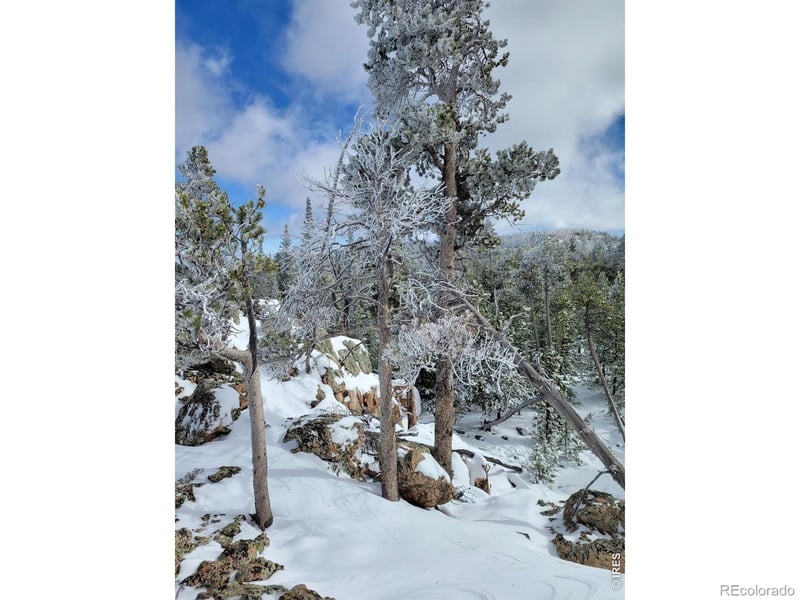 3765 Forest Road 195, Red Feather Lakes, CO 80545