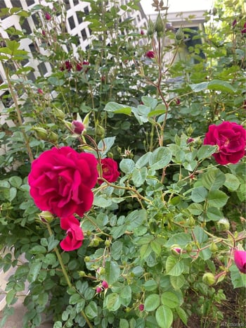 6202 93rd Ave, Westminster, CO 80031