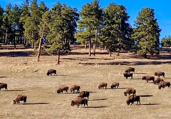 593 Ridgeside Dr, Golden, CO 80401