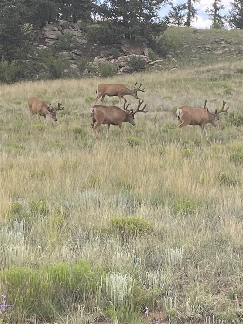 1460 Breton Cir, Jefferson, CO 80456