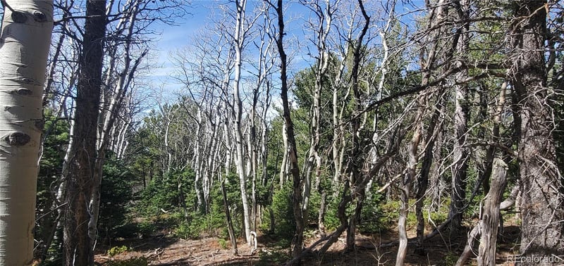 Lot 2560 Grojean Dr, Fort Garland, CO 81133