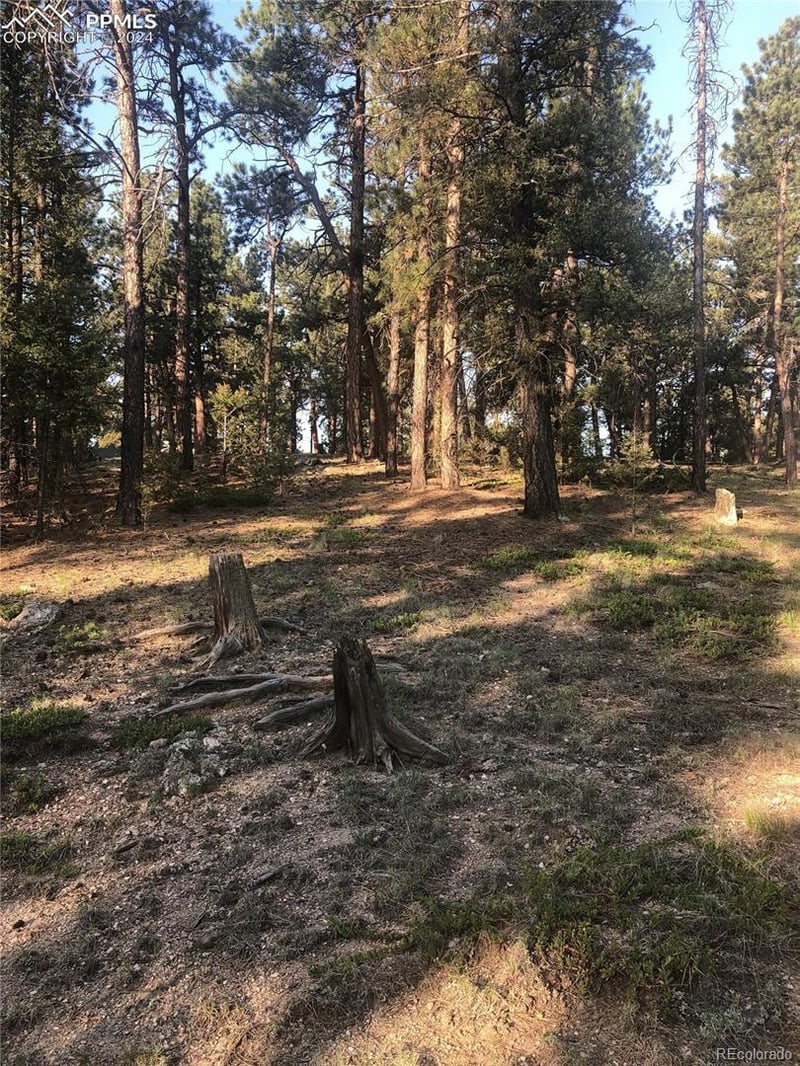 469 Echo Lake Dr, Lake George, CO 80827