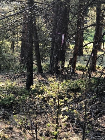 469 Echo Lake Dr, Lake George, CO 80827