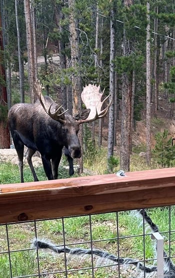 65 Apache Rd, Evergreen, CO 80439