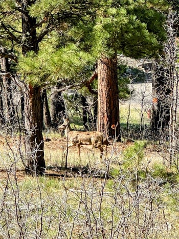 62 Masters Cir, Pagosa Springs, CO 81147