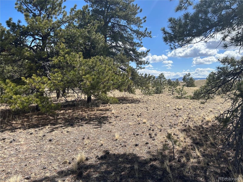 517 Brahma Cir, Hartsel, CO 80449