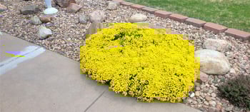 6315 Union Ct, Arvada, CO 80004