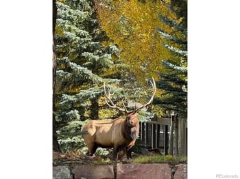 1449 Matthew Cir, Estes Park, CO 80517