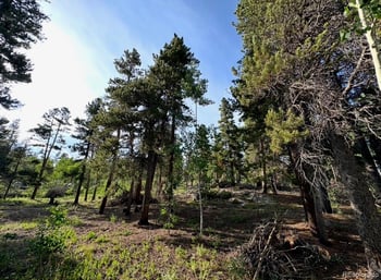 221 Timber Dr, Black Hawk, CO 80422