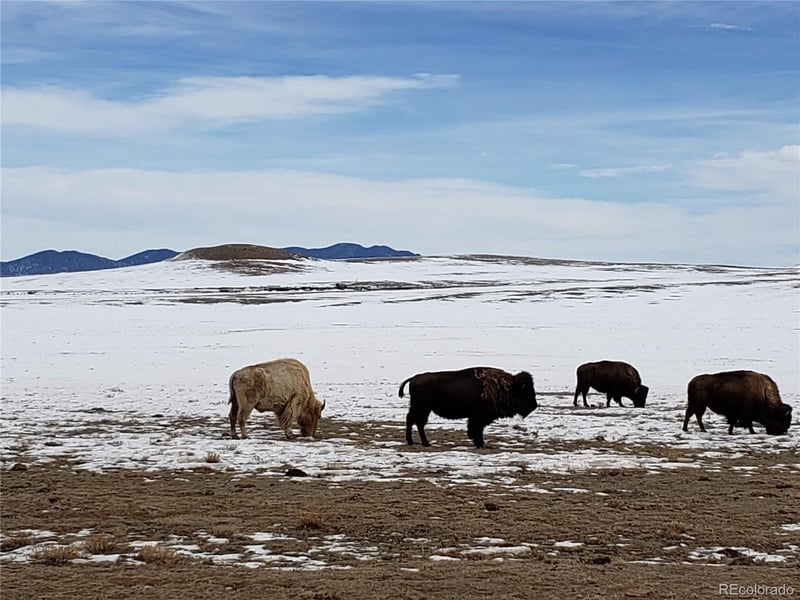 55 Jay Ct, Hartsel, CO 80449