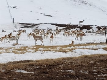 55 Jay Ct, Hartsel, CO 80449